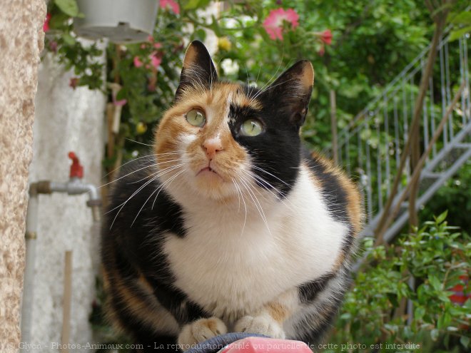 Photo de Chat domestique