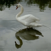 Photo de Cygne