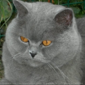 Photo de British shorthair