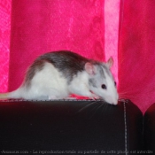 Photo de Rat