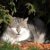 Photo de Chat domestique