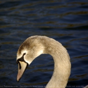 Photo de Cygne