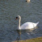 Photo de Cygne