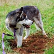 Photo de Husky siberien