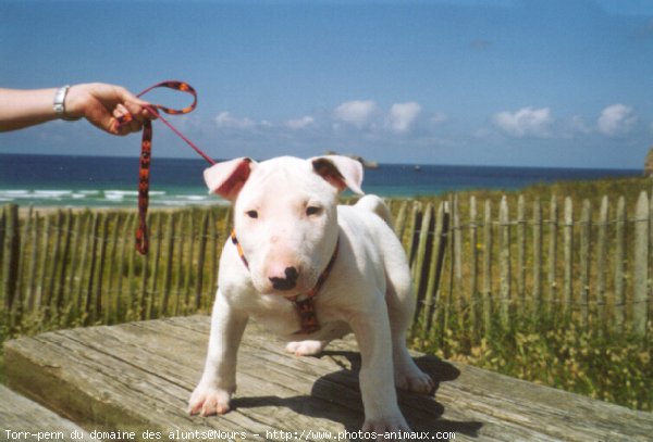 Photo de Bull terrier miniature