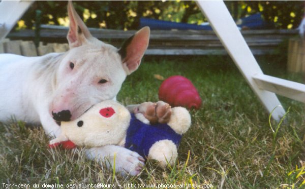 Photo de Bull terrier miniature