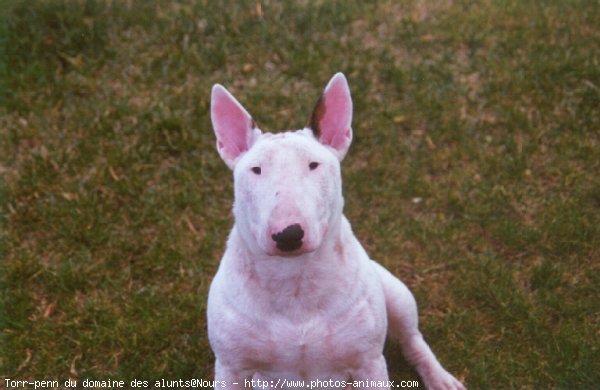 Photo de Bull terrier miniature