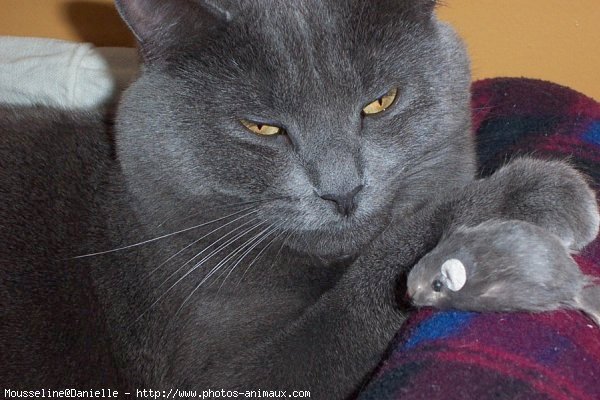 Photo de Chartreux