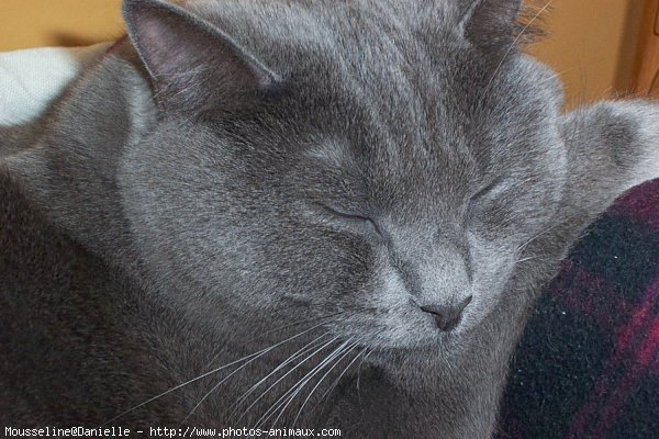 Photo de Chartreux