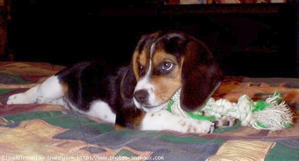 Photo de Beagle