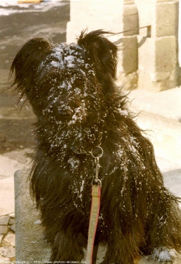 Photo de Chien de berger des pyrenes  poil long