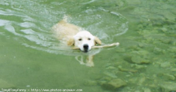 Photo de Golden retriever