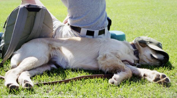 Photo de Golden retriever