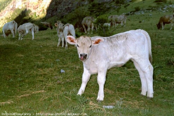 Photo de Veau