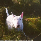 Photo de Bull terrier miniature