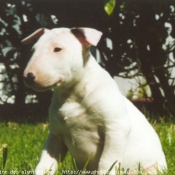 Photo de Bull terrier miniature