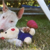 Photo de Bull terrier miniature