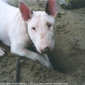 Photo de Bull terrier miniature