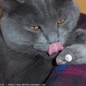 Photo de Chartreux