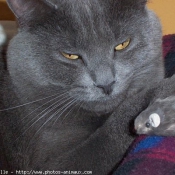 Photo de Chartreux