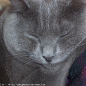 Photo de Chartreux