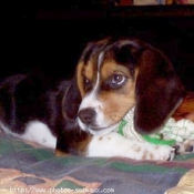 Photo de Beagle