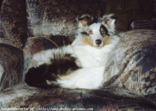 Photo de Chien de berger des shetland