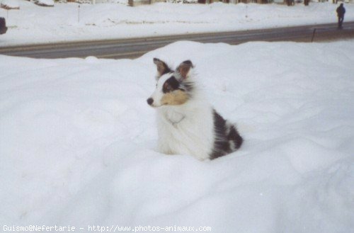 Photo de Chien de berger des shetland