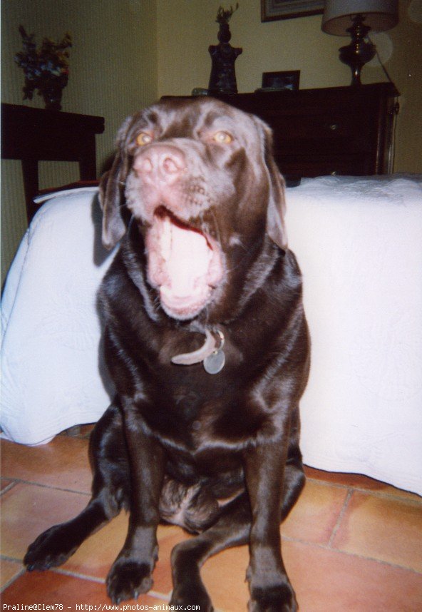 Photo de Labrador retriever