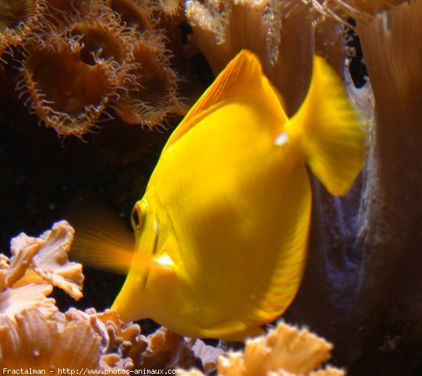 Photo de Poissons rouges