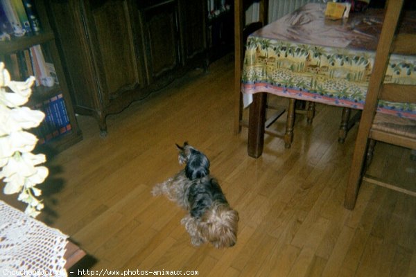 Photo de Yorkshire terrier