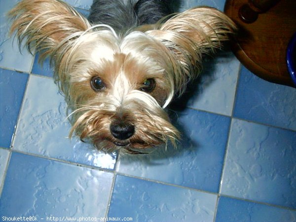 Photo de Yorkshire terrier