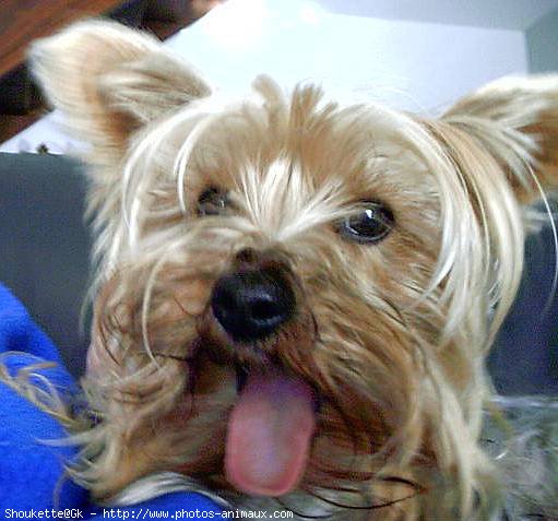 Photo de Yorkshire terrier