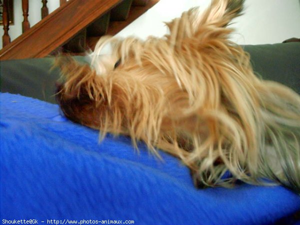 Photo de Yorkshire terrier