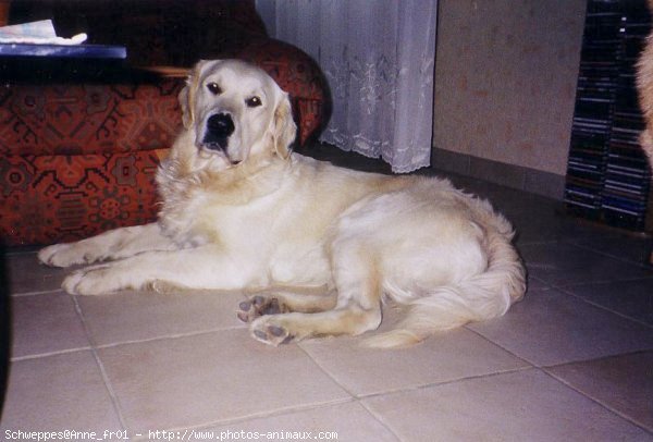 Photo de Golden retriever