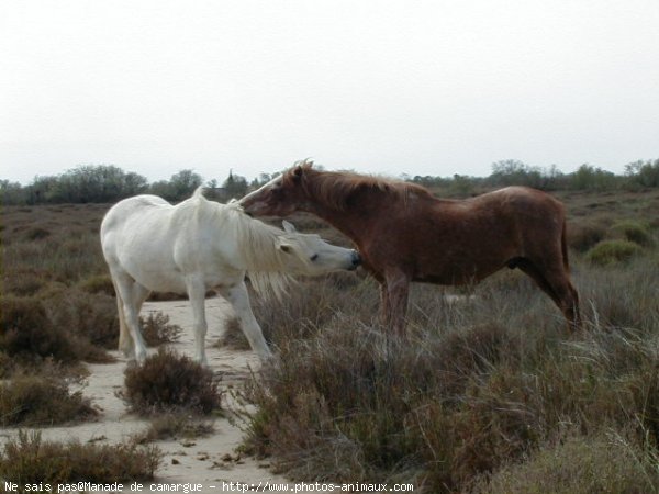 Photo de Camargue