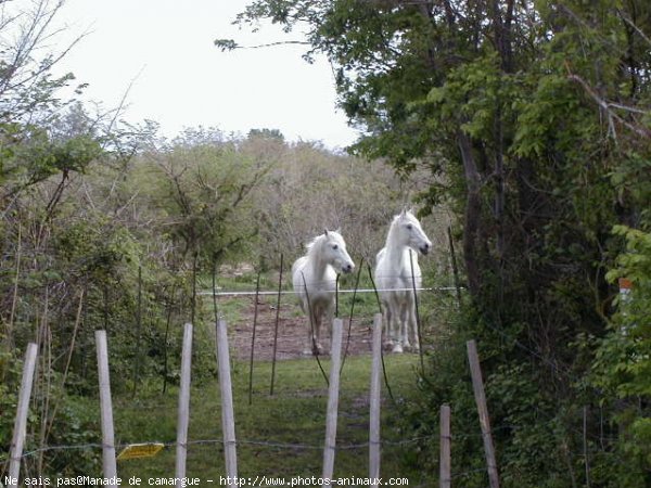 Photo de Camargue