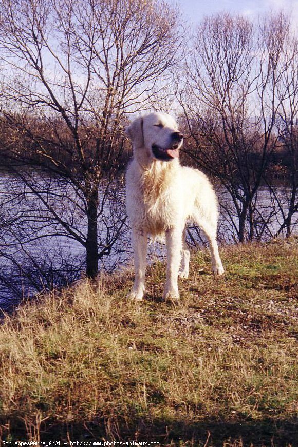 Photo de Golden retriever