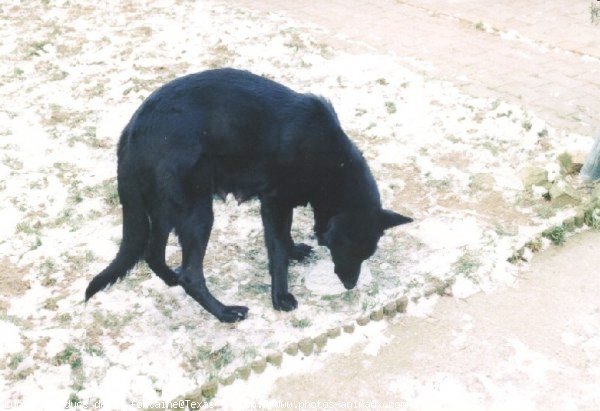 Photo de Berger allemand  poil court