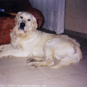 Photo de Golden retriever