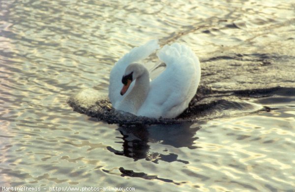 Photo de Cygne