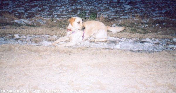 Photo de Golden retriever