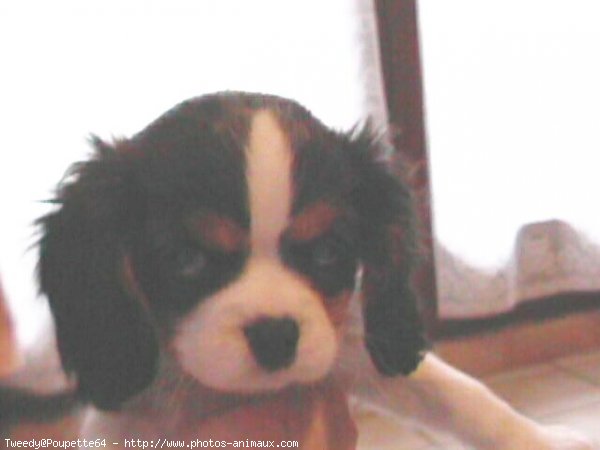 Photo de Cavalier king charles spaniel