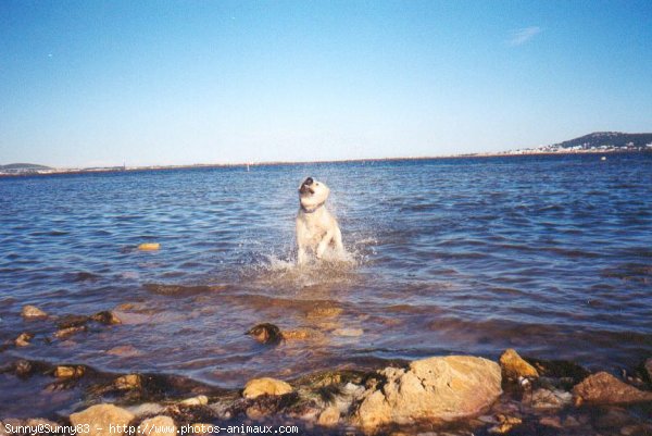 Photo de Golden retriever