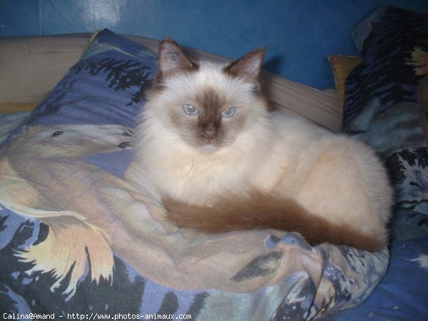 Photo de Sacr de birmanie