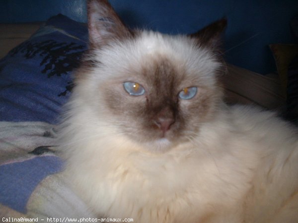 Photo de Sacr de birmanie