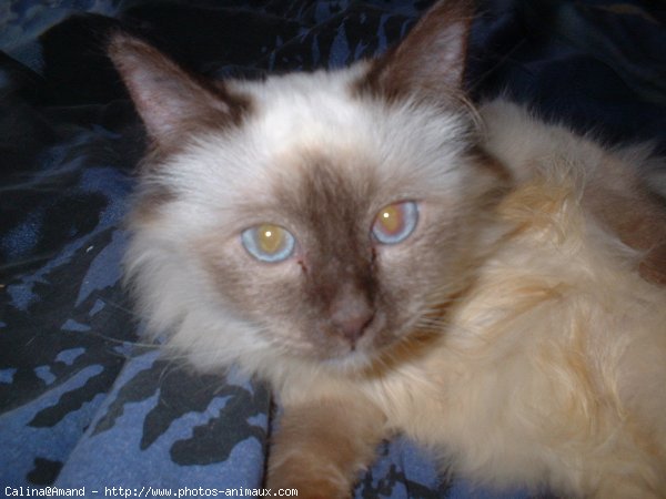 Photo de Sacr de birmanie