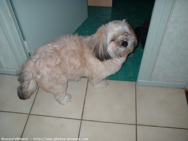 Photo de Lhassa apso