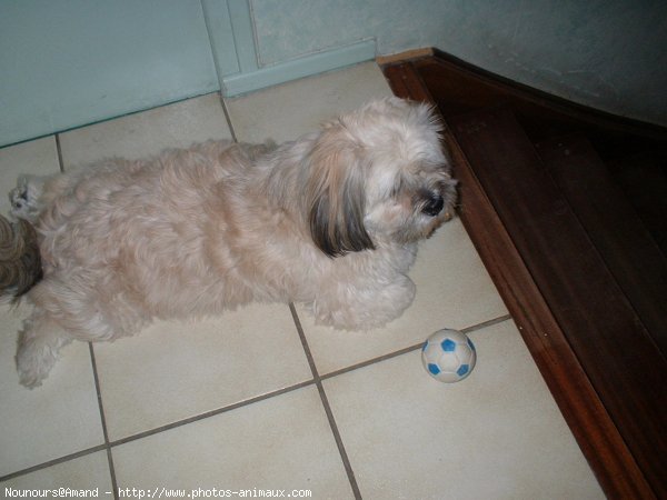 Photo de Lhassa apso