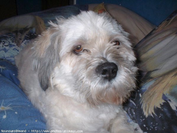 Photo de Lhassa apso